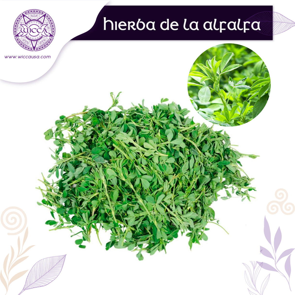 Herbolario: Alfalfa Vital: Descubre la Energía.