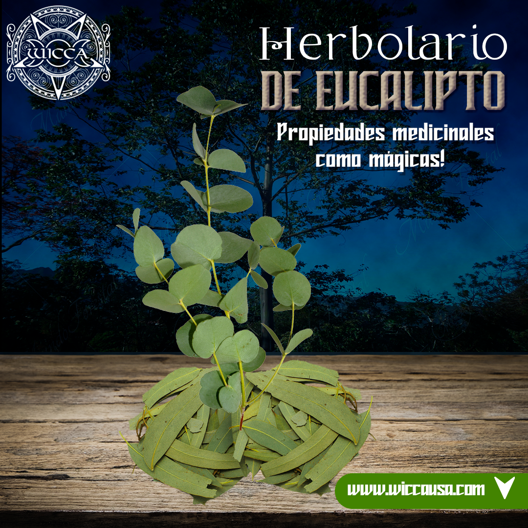 Herbolario: Eucalipto Místico: Potencia tu Bienestar y Energía Espiritual