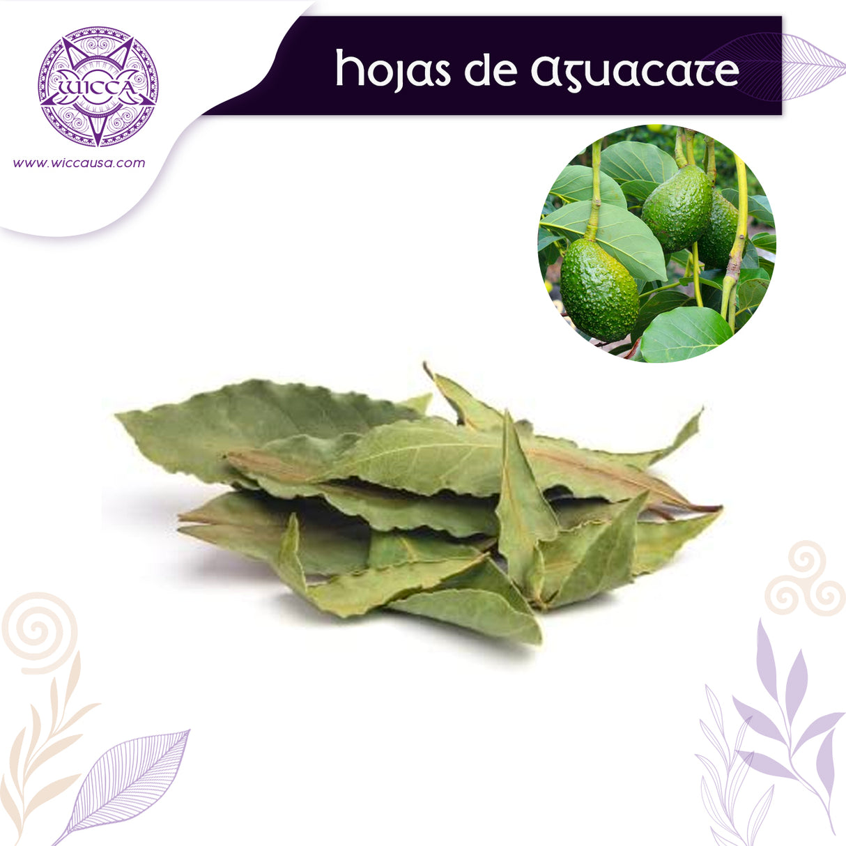 Herbolario: Hojas de Aguacate Para la Armonia